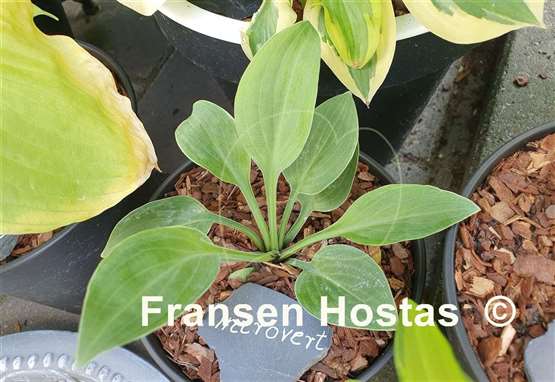 Hosta Introvert